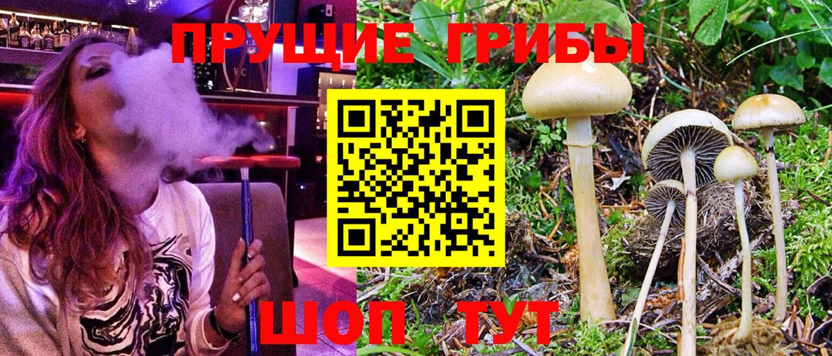 Псилоцибиновые грибы GOLDEN TEACHER  Советская Гавань 